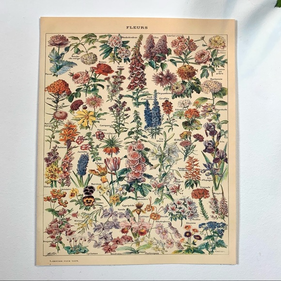 Adolphe Millot 1909 Fleurs Floral Print 1 of 5 - Picture 2 of 6